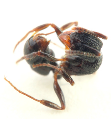 Rhytidoponera victoriae