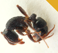 Rhytidoponera victoriae