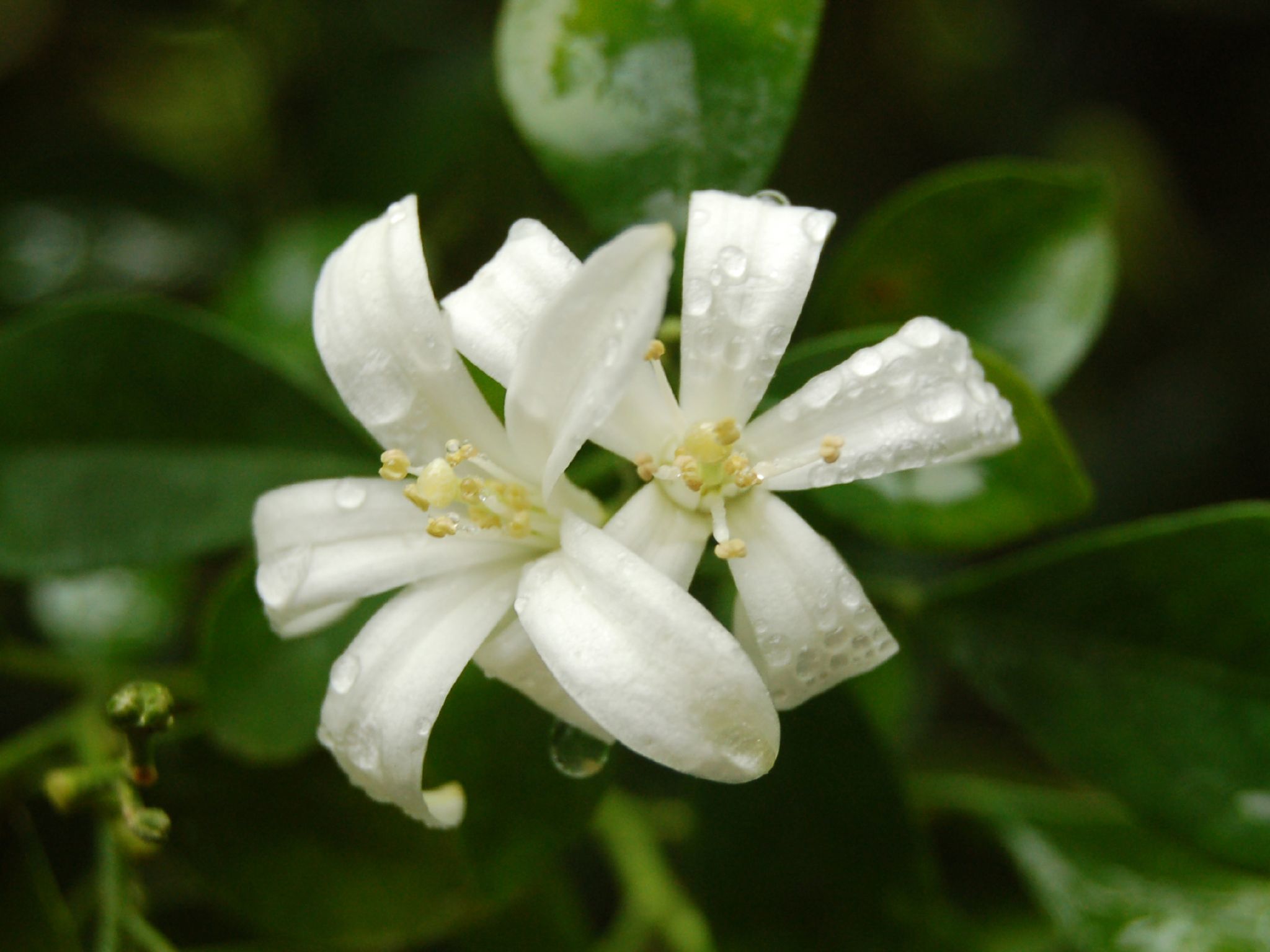 Murraya