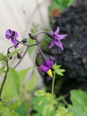 Solanum dulcamara