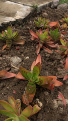 Crassula capitella