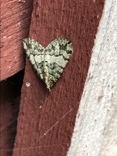 July Highflyer Moth