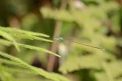 Aciagrion pallidum