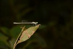 Agriocnemis lacteola