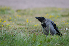 Corvus cornix