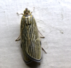 Tyspanodes linealis