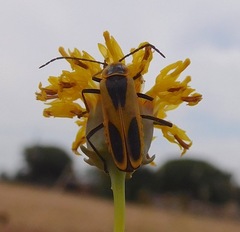 Chauliognathus scutellaris