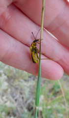 Chauliognathus scutellaris