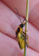 Chauliognathus scutellaris