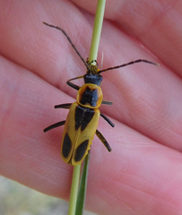Chauliognathus scutellaris
