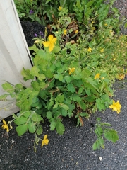 Chelidonium majus