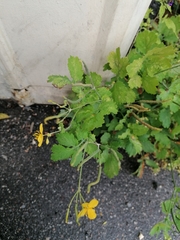 Chelidonium majus