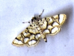 Elophila scitalis