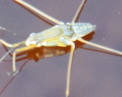 Limnogonus fossarum gilguy