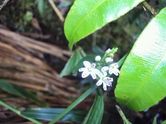 Epidendrum fimbriatum
