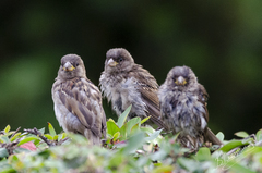 Passer domesticus