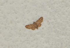 Geometridae