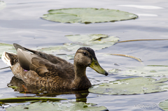 Anas platyrhynchos