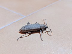 Trichoferus bergeri