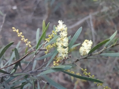 Acacia mucronata mucronata