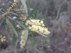 Acacia mucronata mucronata