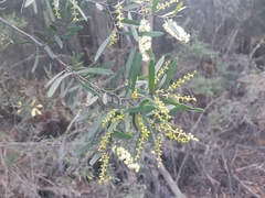 Acacia mucronata mucronata