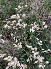 Silene vulgaris