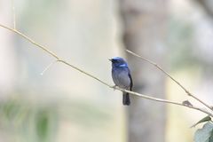 Niltava macgrigoriae