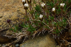 Cherleria marcescens