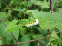 Macremphytus tarsatus