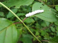 Macremphytus tarsatus