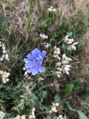 Cichorium intybus