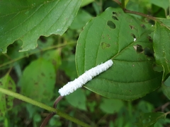 Macremphytus tarsatus