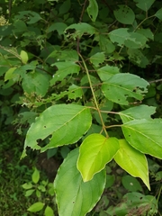 Macremphytus tarsatus