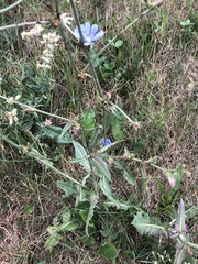 Cichorium intybus