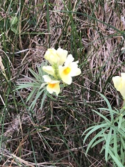 Linaria vulgaris