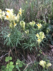 Linaria vulgaris