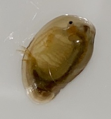 Eulimnadia
