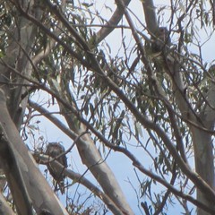 Podargus strigoides strigoides