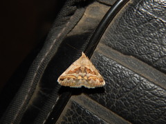 Acantholipes