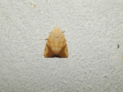Xanthodes albago
