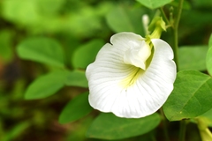 Clitoria ternatea albiflora