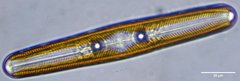 Navicula oblonga