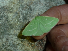 Thetidia smaragdaria
