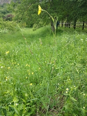 Tragopogon pratensis