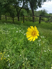 Tragopogon pratensis
