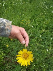 Tragopogon pratensis