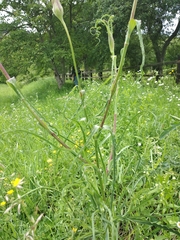 Tragopogon pratensis