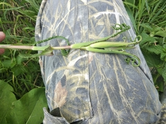 Tragopogon pratensis