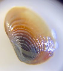 Eulimnadia